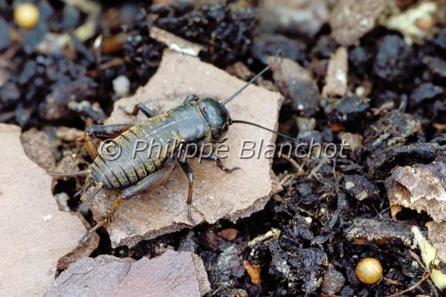 gryllus campestris.JPG - Grillon champetreGryllus campestrisGrillon des champs (femelle)Field cricketOrthoptera, GryllidaeFrance